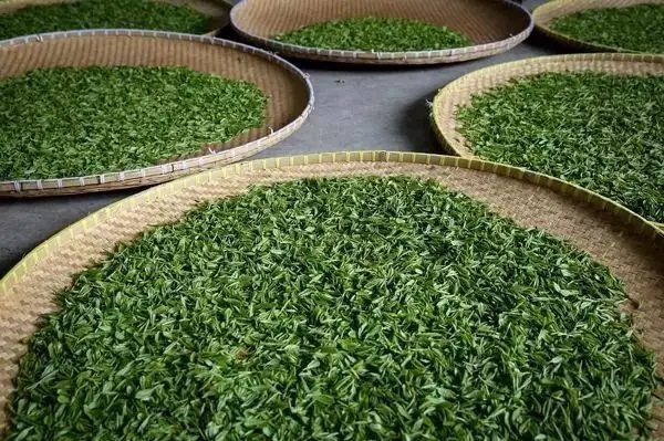 傳統(tǒng)普洱茶殺青工藝原理，專(zhuān)家們是這樣說(shuō)的