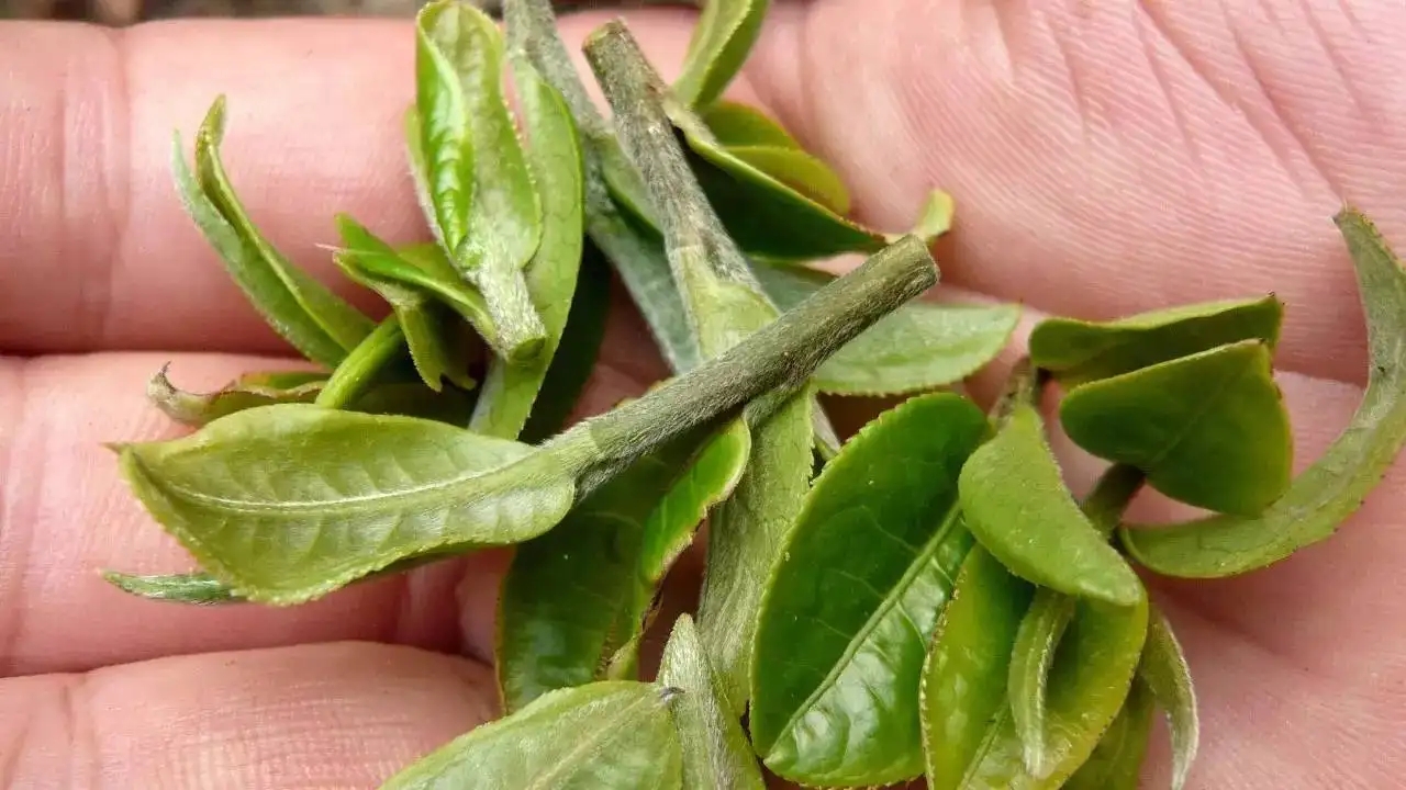 云南大葉種曬青毛茶，是什么茶？