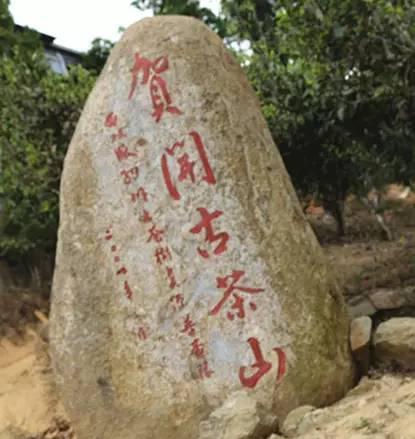 2023年賀開古樹春茶品質如何？