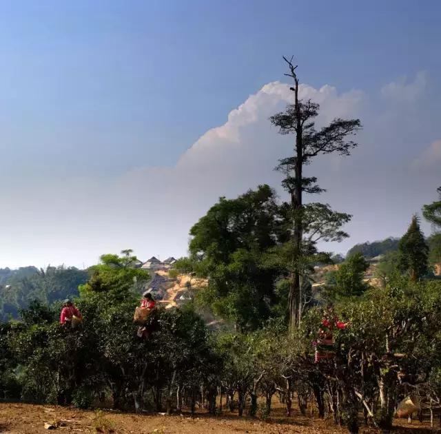 2023年賀開古樹春茶多少錢一公斤？