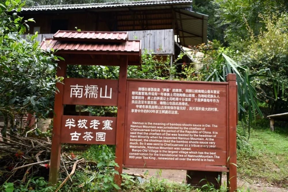 2023年半坡老寨古樹春茶口感是什么？