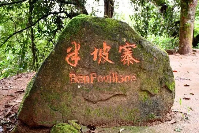 2023年半坡老寨古樹春茶價(jià)格是多少？