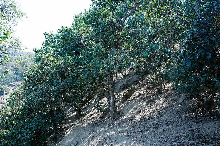 2023年那卡古樹春茶價格是多少？