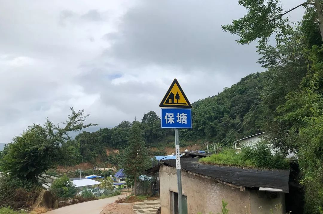 2023年保塘老寨古樹春茶特點(diǎn)是什么？