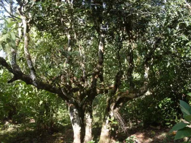 2023年保塘老寨古樹春茶多少錢一公斤？