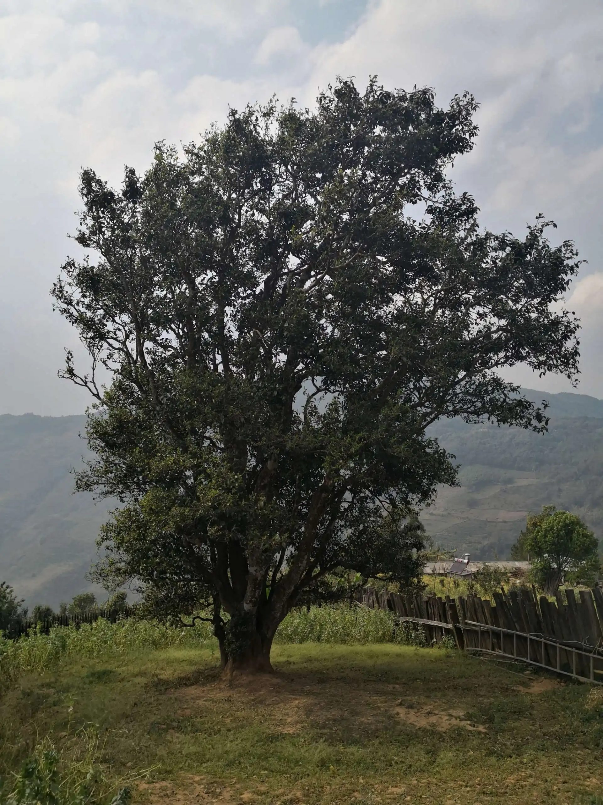 2023年邦崴古樹春茶口感怎么樣？