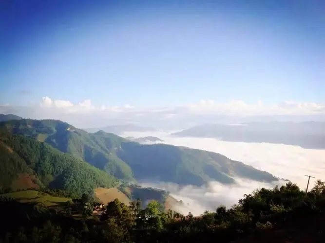 2023邦崴古樹春茶特點是什么？