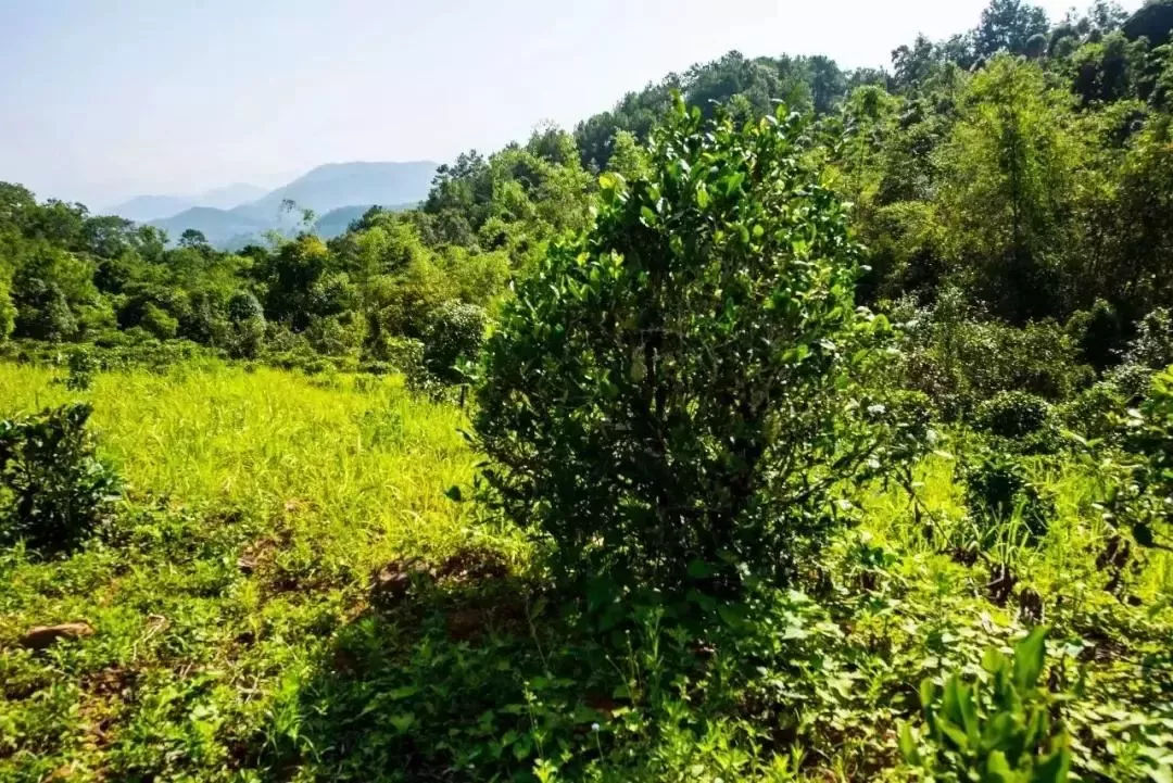 2023年迷帝古樹春茶特點是什么？