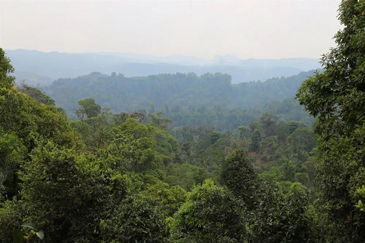 2023苦竹山古樹春茶口感怎么樣？