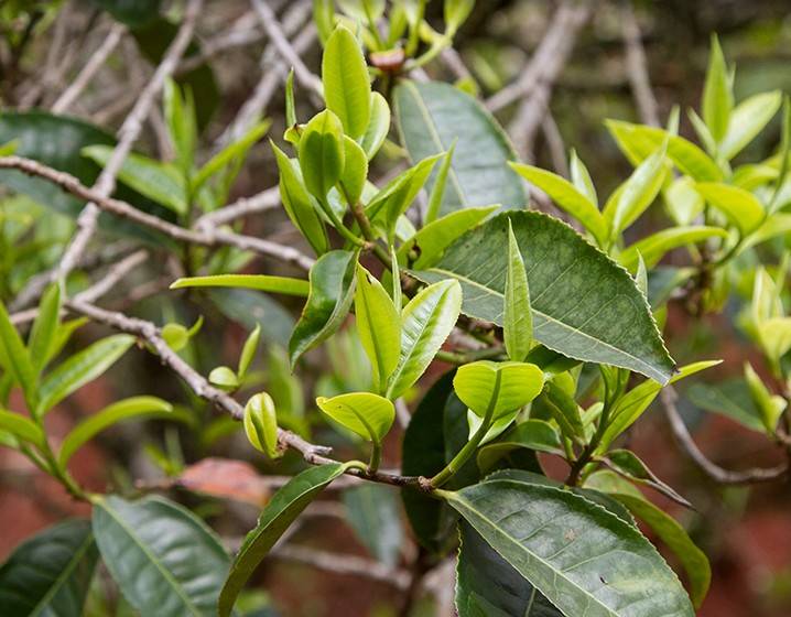 2023年苦竹山古樹春茶多少錢一公斤？