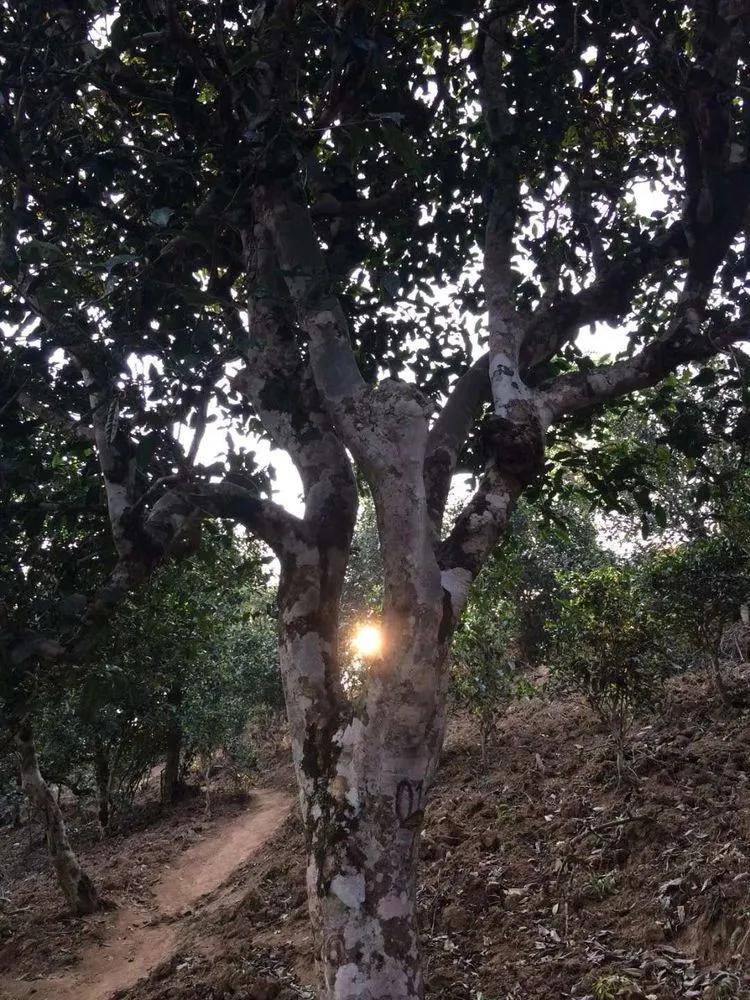 2023小戶賽古樹春茶口感是什么？