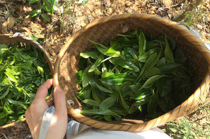 2023小戶賽古樹春茶價格是多少？