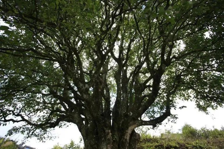 2023年香竹箐古樹(shù)春茶品質(zhì)怎么樣？
