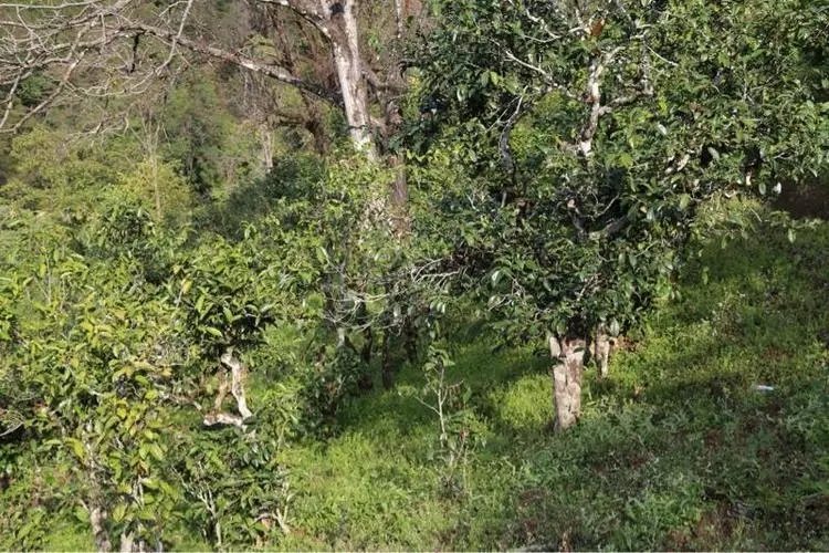 2023年大雪山古樹春茶價格是多少？