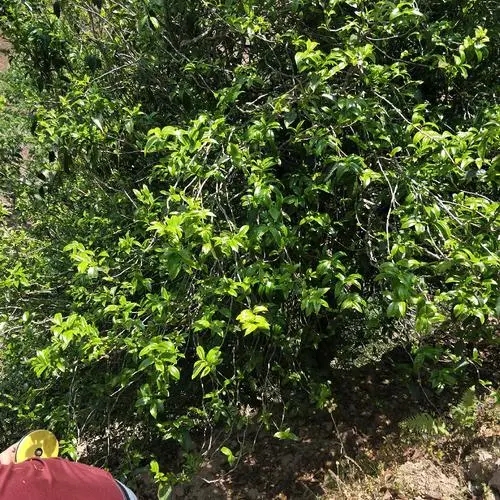 2023年那罕古樹春茶品質(zhì)如何？