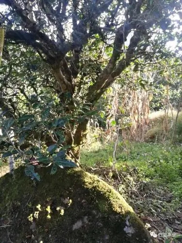 2023年那罕古樹春茶口感怎么樣？