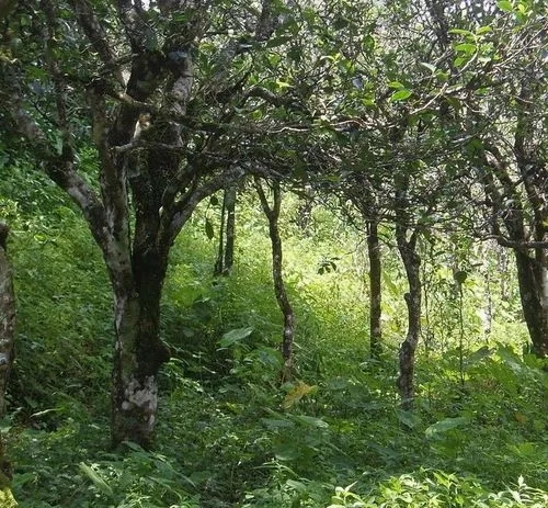 2023年小戶賽古樹春茶價格多少？