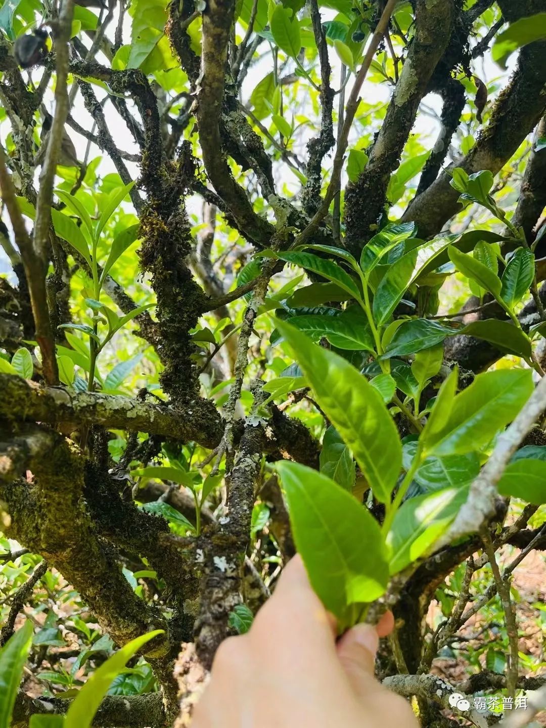 2023年正氣塘古樹春茶品質(zhì)如何？