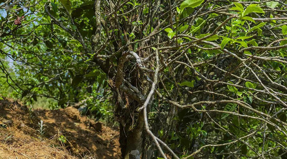 2023年正氣塘古樹春茶特點是什么？