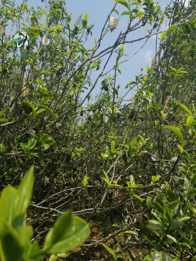 2023年壩糯古樹春茶價格是多少？