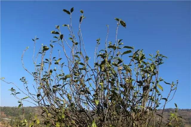 2023年那蕉古樹春茶品質(zhì)如何？