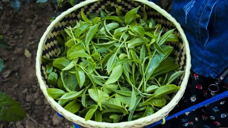 2023年那蕉古樹春茶特點是什么？