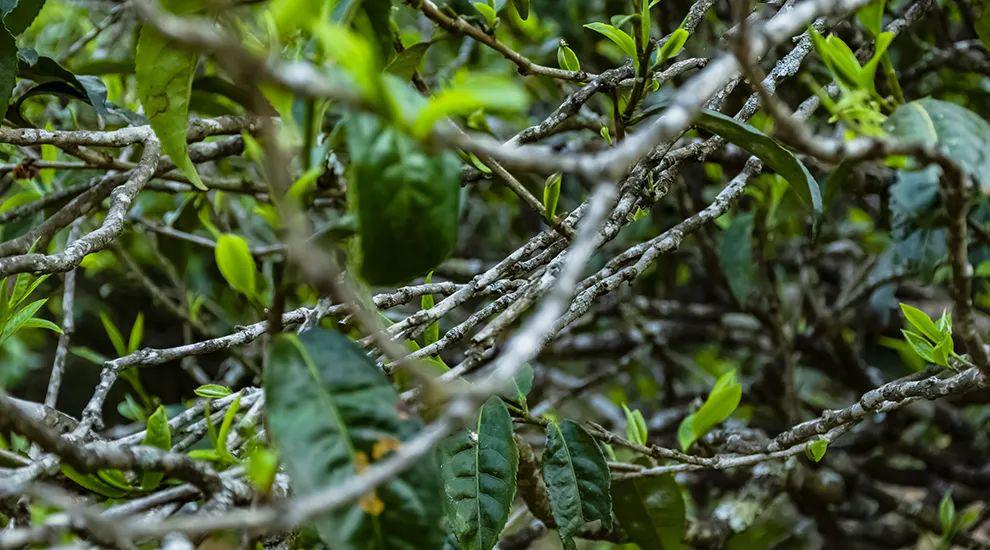 2023年那蕉古樹春茶多少一公斤？