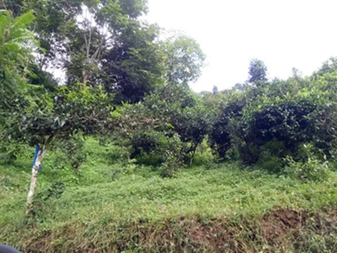 2023年南迫古樹春茶品質(zhì)怎么樣？