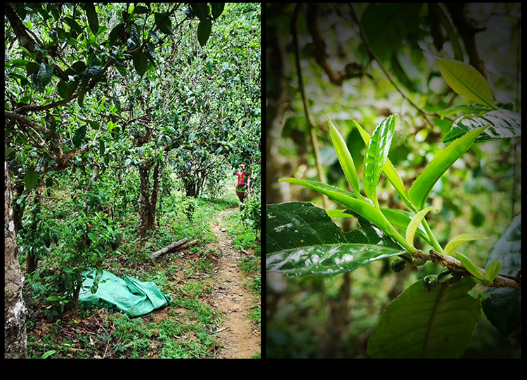 2023年南迫古樹春茶特點(diǎn)是什么？