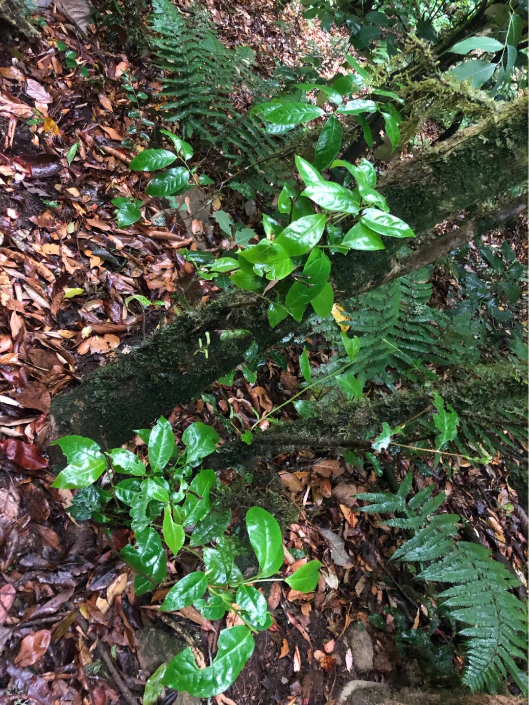 2023年南迫古樹(shù)春茶多少一公斤？