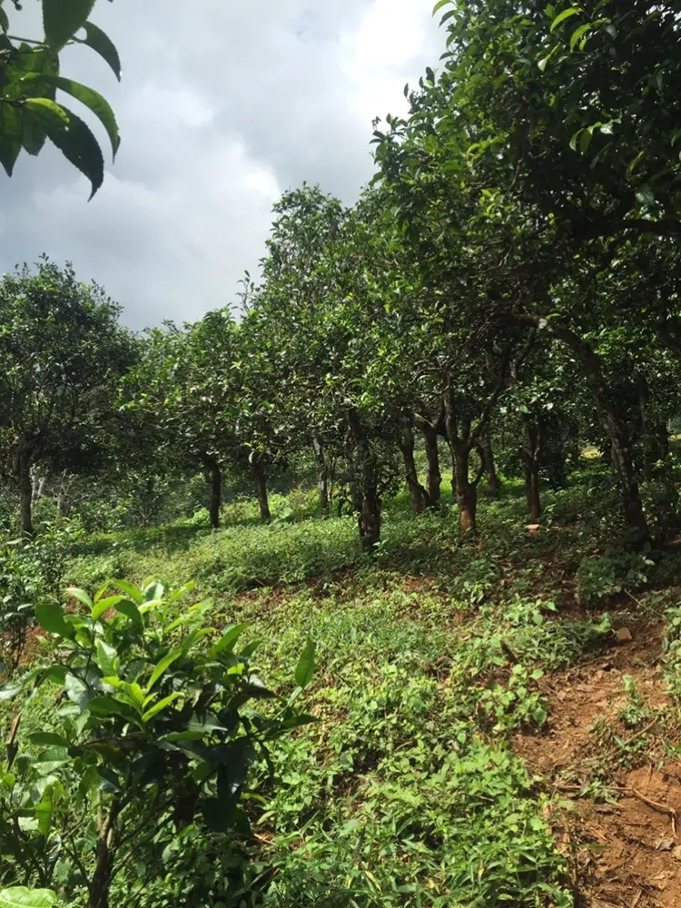 2023年地界古樹(shù)春茶特點(diǎn)是什么？