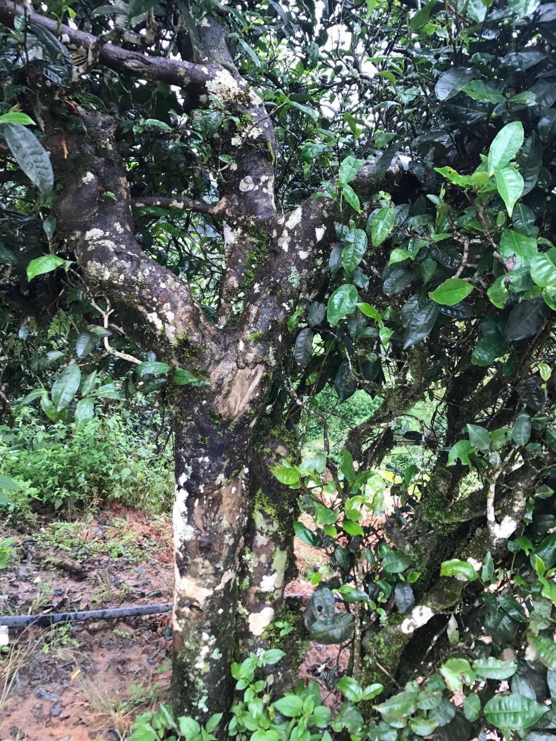 2023年地界古樹春茶價格是多少？