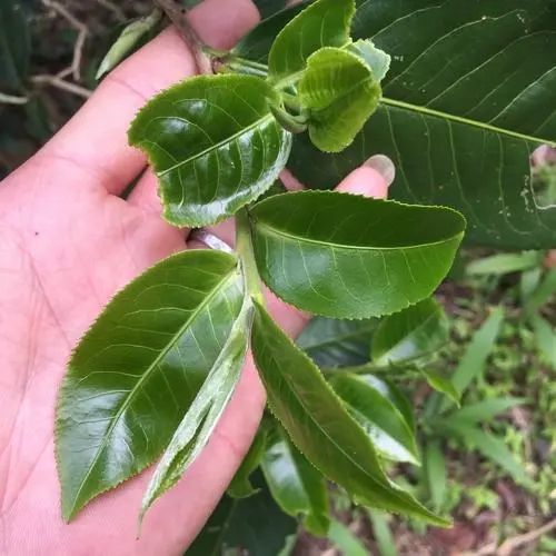 2023年薄荷塘古樹(shù)春茶口感如何？