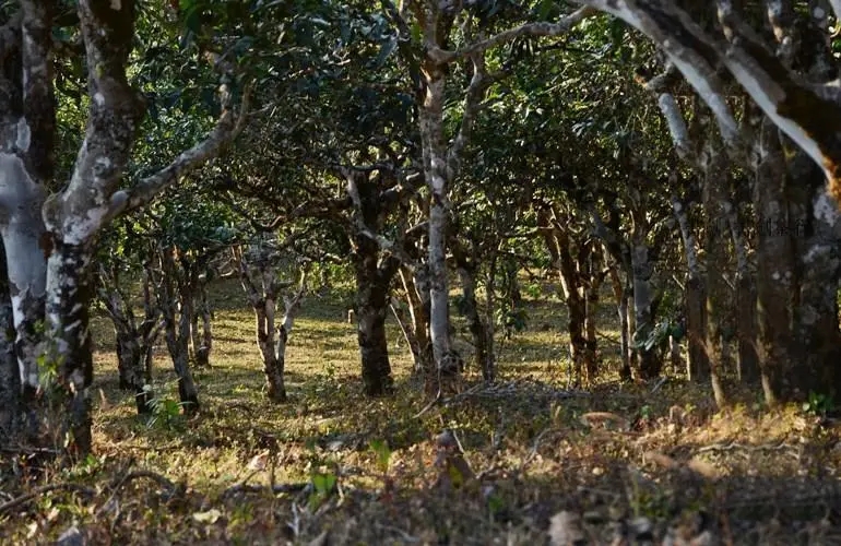 2023年彎弓古樹(shù)春茶特點(diǎn)是什么？