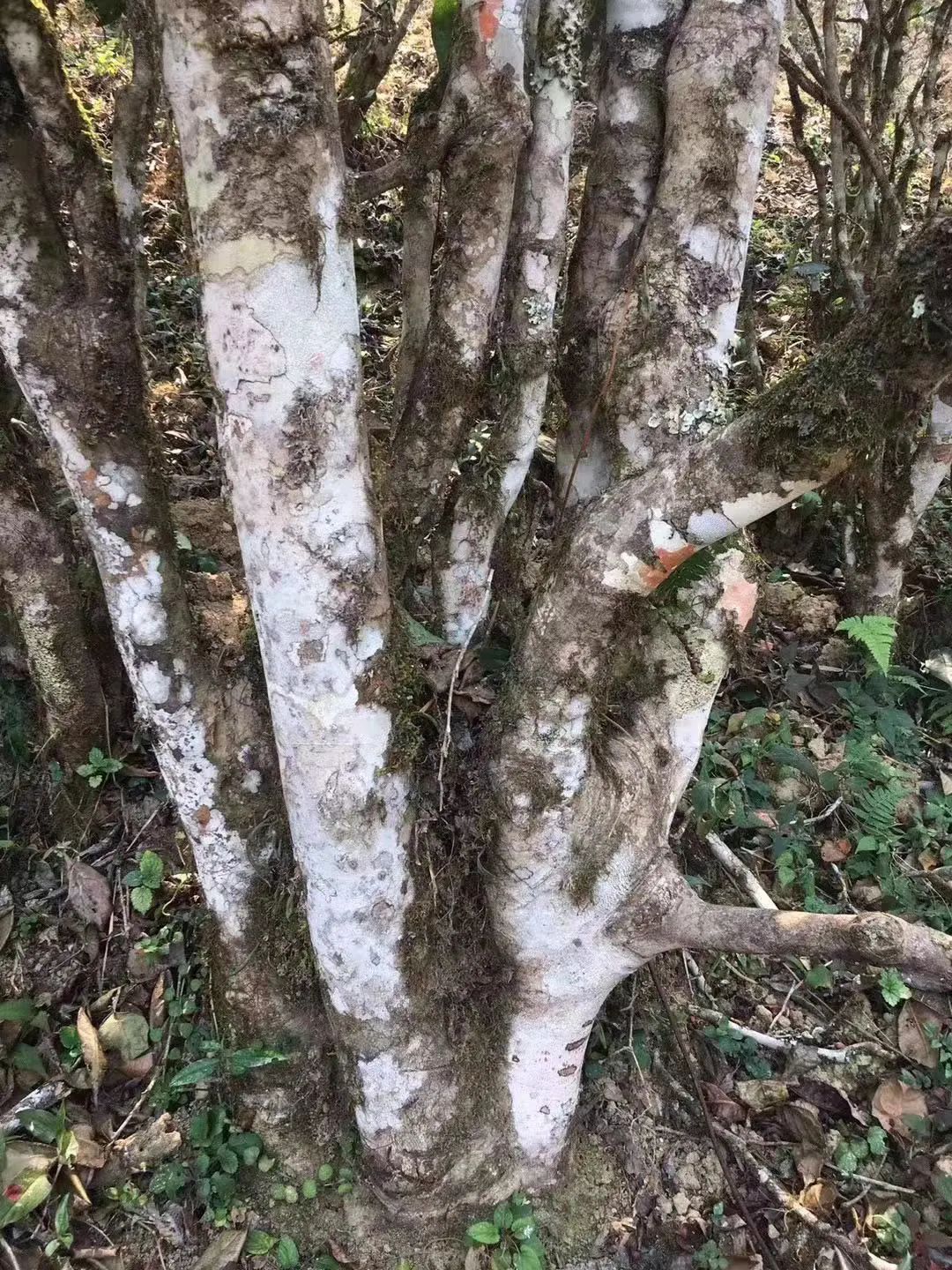 2023年彎弓古樹(shù)春茶口感如何？