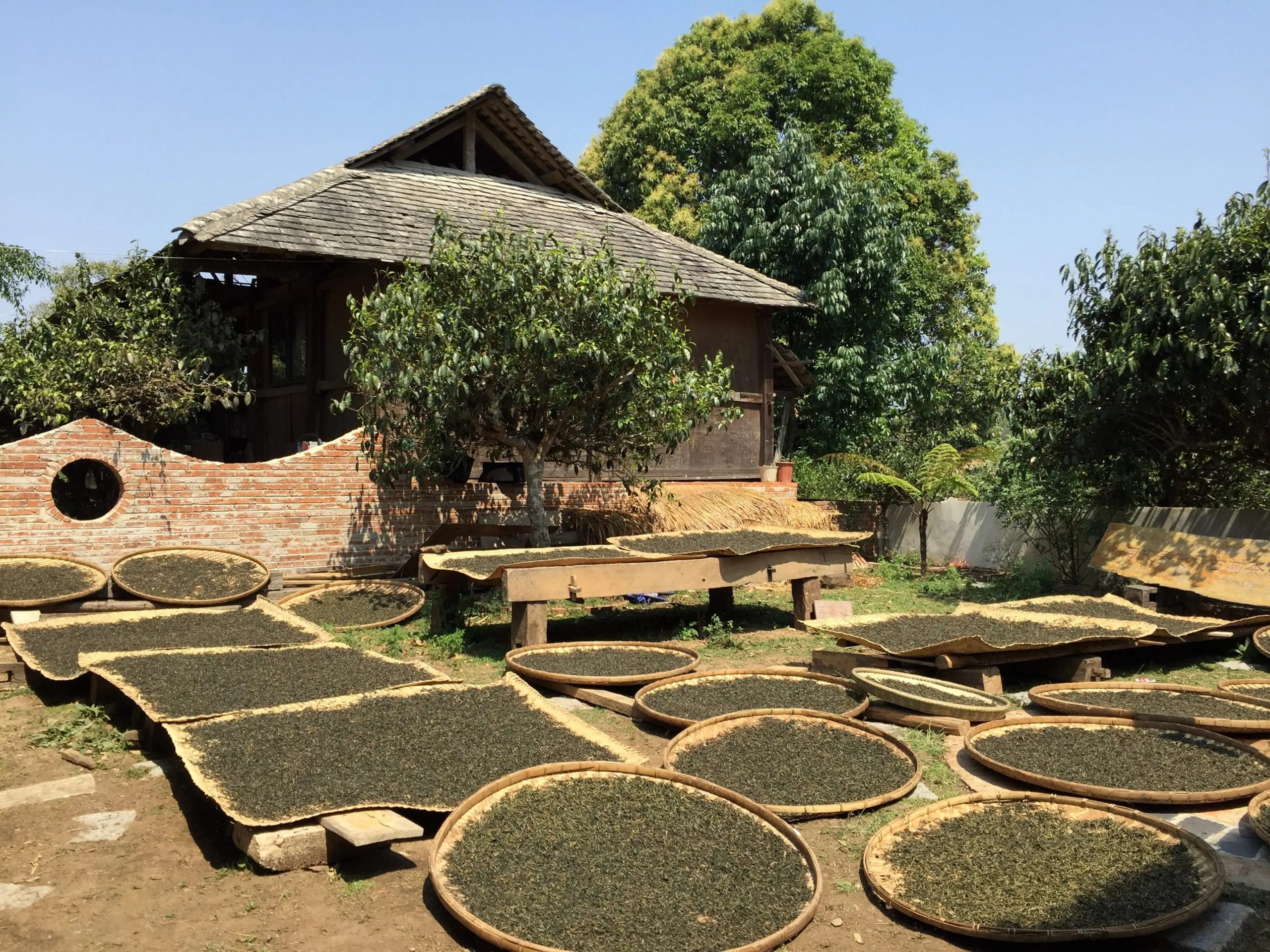 2023年彎弓古樹(shù)春茶多少一公斤？