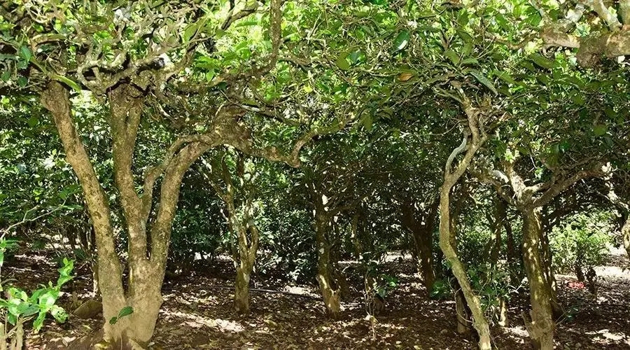 2023年勐庫(kù)大忠山古樹(shù)春茶多少錢(qián)一公斤？