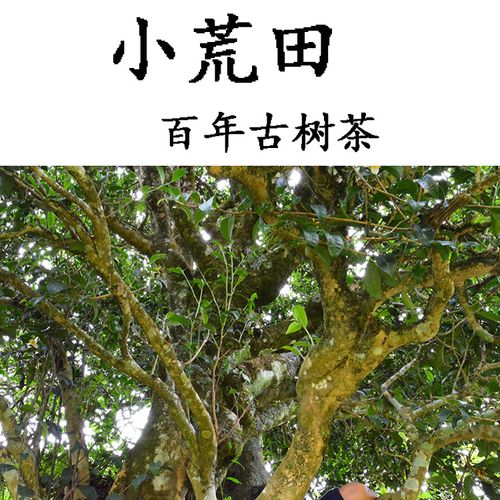 2023年勐庫小荒田古樹春茶特點(diǎn)？