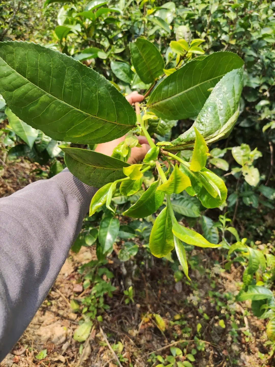2023年勐庫小荒田古樹春茶品質(zhì)如何？