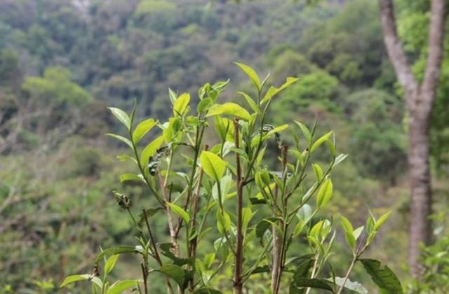 2023年勐庫(kù)那蕉古樹(shù)春茶品質(zhì)如何？
