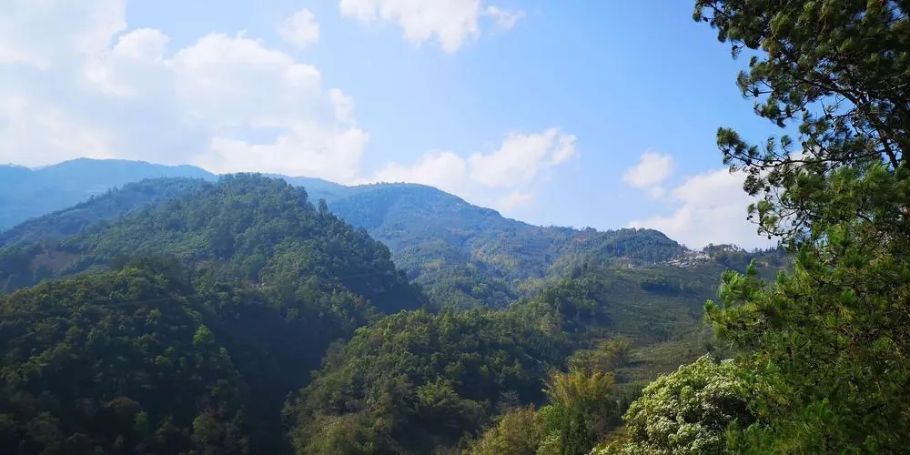 2023年勐庫(kù)豆腐寨古樹春茶品質(zhì)如何？