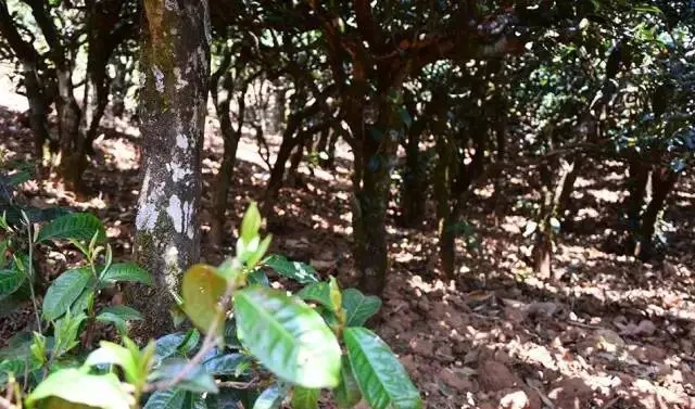 2023年勐庫(kù)豆腐寨古樹春茶價(jià)格是多少？