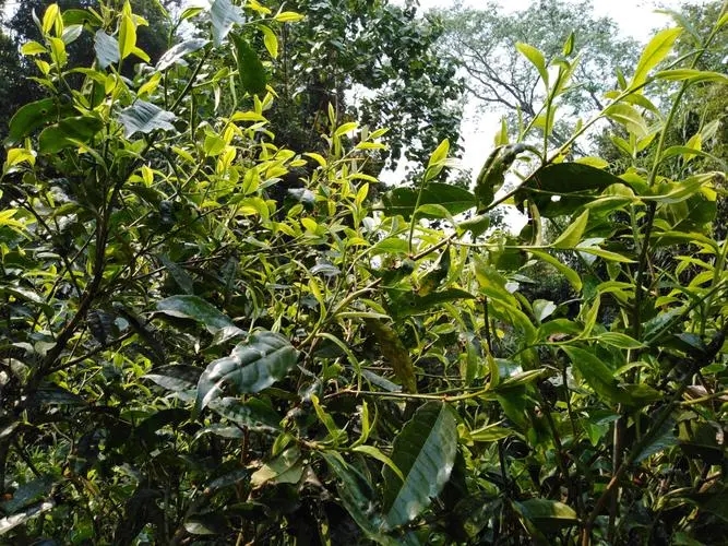 2023年勐庫河邊寨古樹特點是什么？