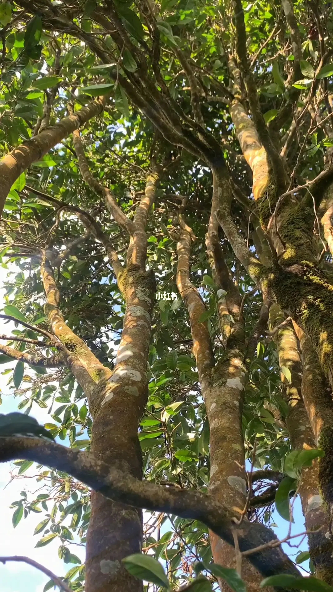 2023年勐庫(kù)河邊寨古樹春茶品質(zhì)如何？