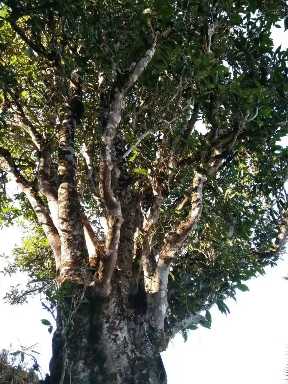 2023年麻栗坡古樹春茶口感怎么樣？