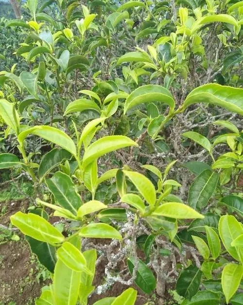 2023年鍋底塘古樹春茶口感如何？