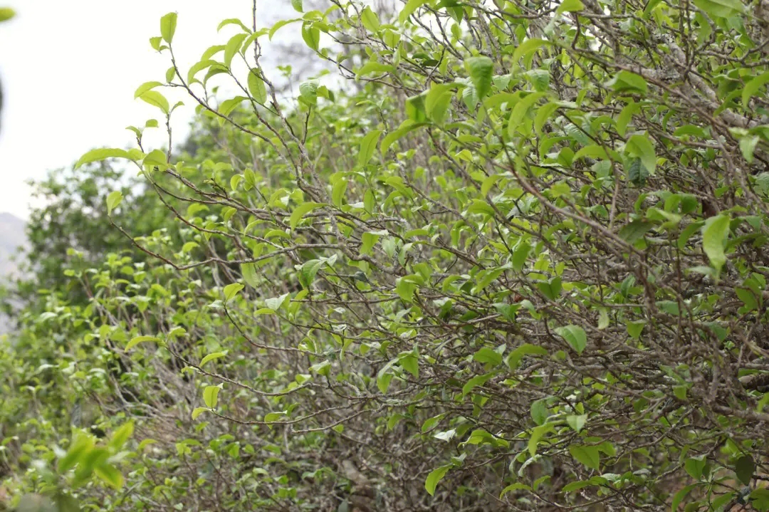 2023年鍋底塘古樹春茶價格多少？