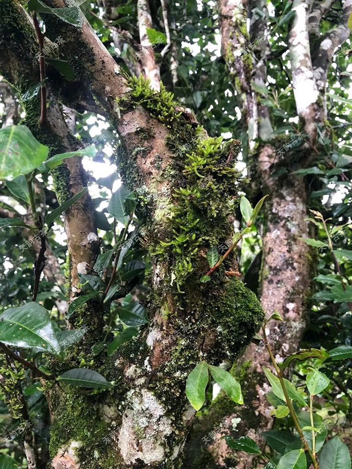 2023年永德大雪山古樹春茶品質(zhì)如何？