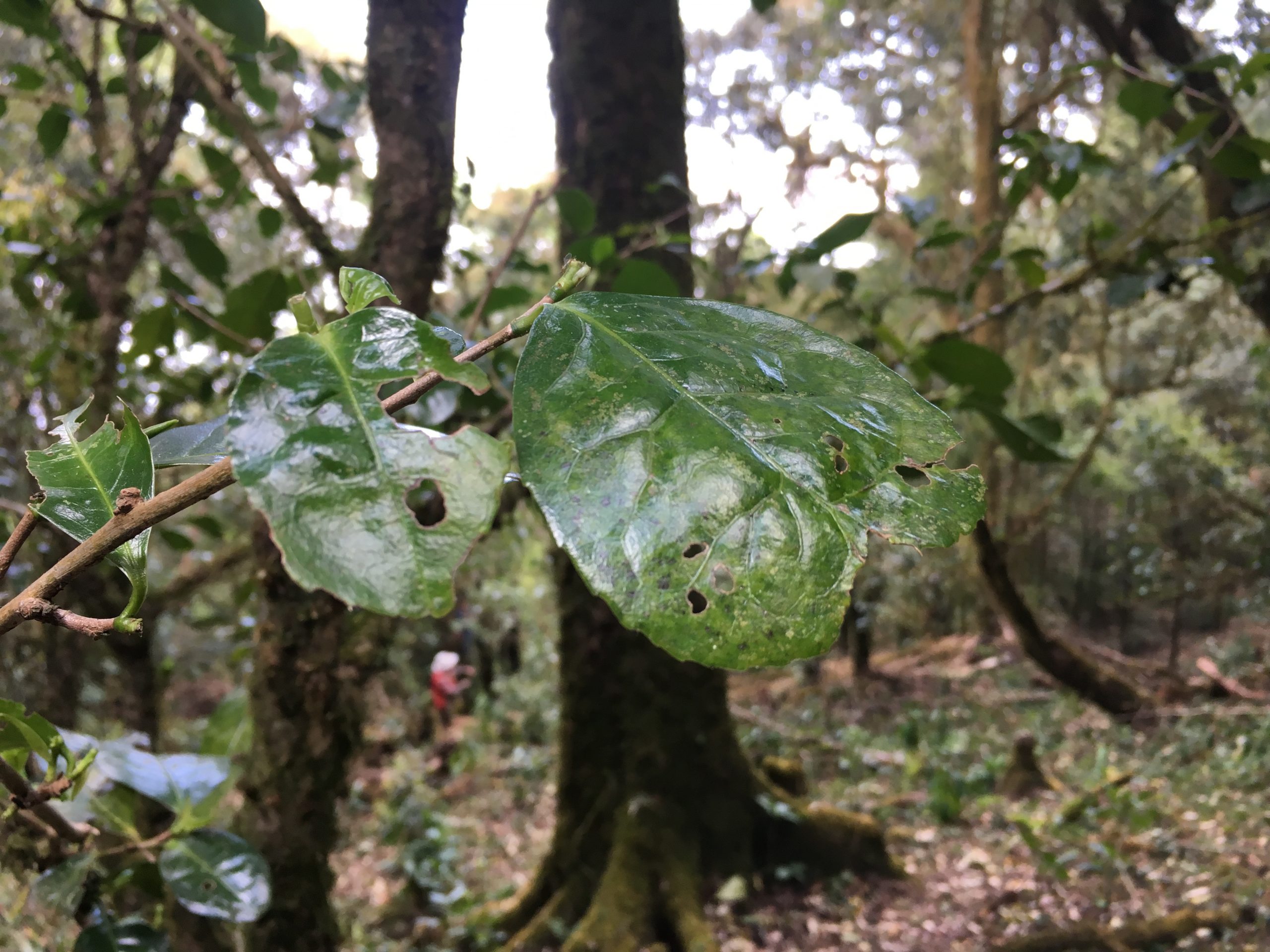 2023年永德大雪山古樹春茶多少一公斤?