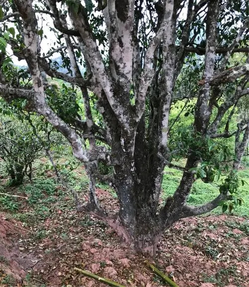 2023年易武張家灣古樹(shù)春茶特點(diǎn)是什么？